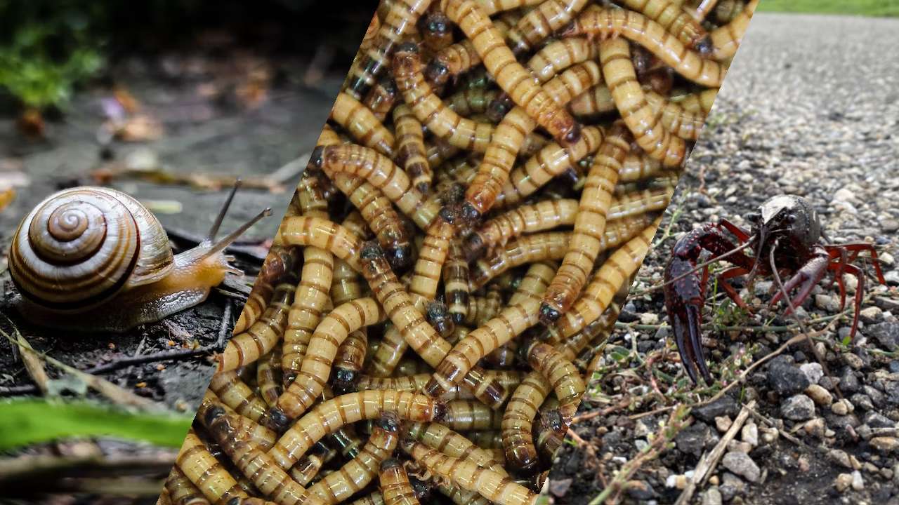 Natuurlijk Aas Karper Word Ook Een Expert Visviews