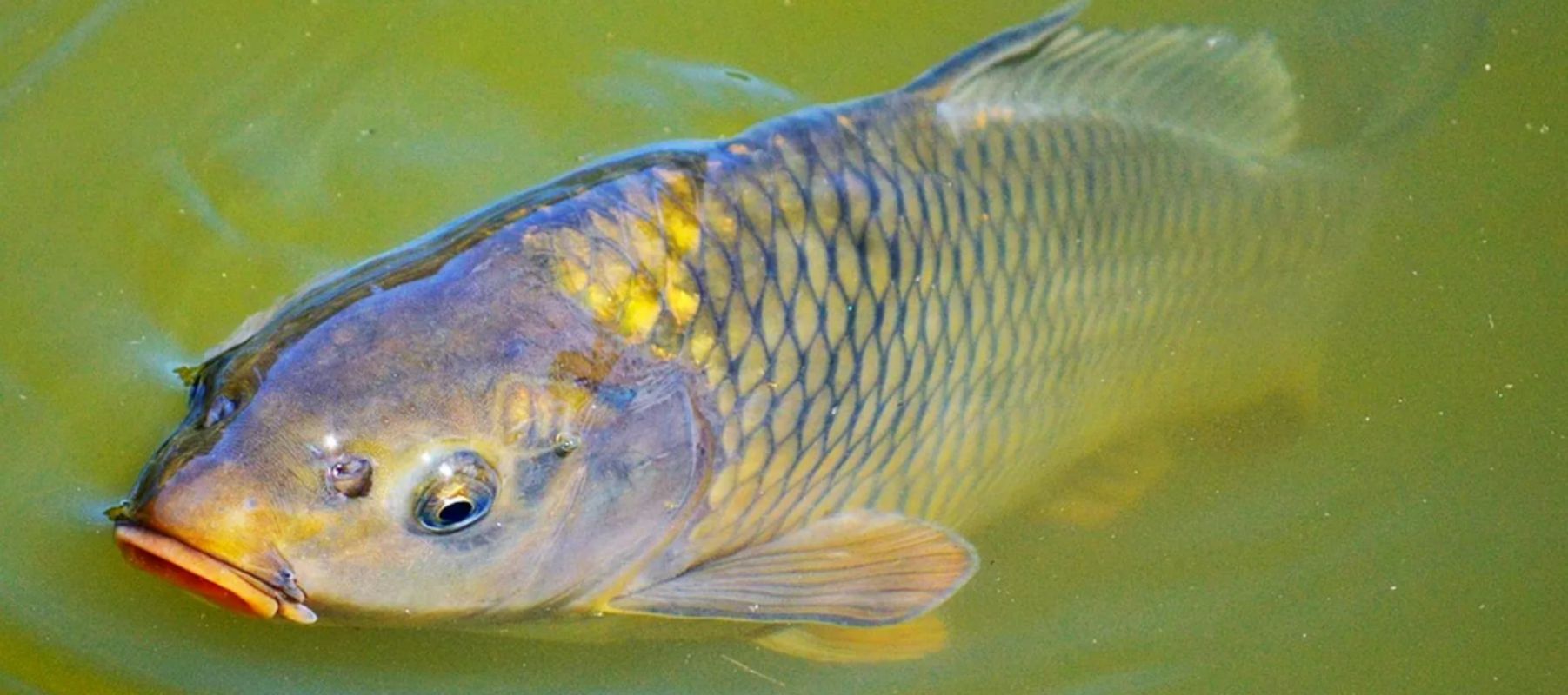 Lees meer over het artikel De Karper een van de populairste vissen in Nederland