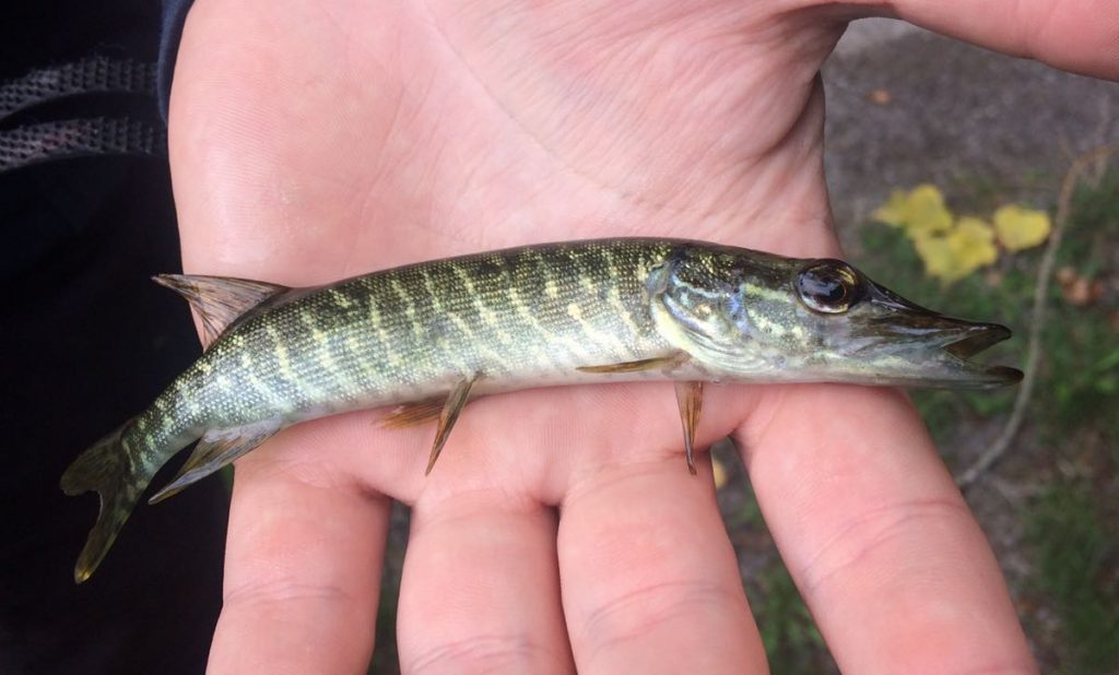 Snoeken - kleine snoek in hand