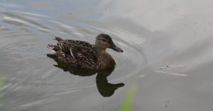 Lees meer over het artikel Help ik heb een eend gehaakt! Wat nu?