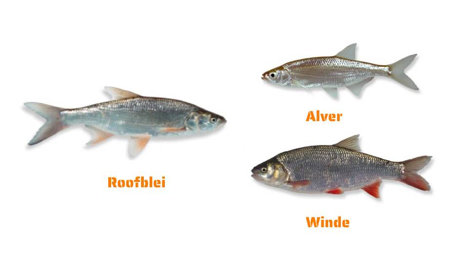 roofblei vissen en alver en winde