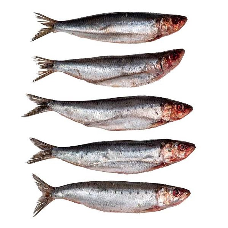 pre baits sardines doodaas