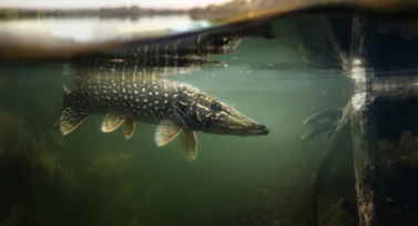 Lees meer over het artikel Vissen op snoek? Alles voor de beginnende snoekvisser!