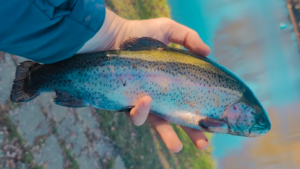 Lees meer over het artikel Forellen vangen bij forelvisserij Deep’n!