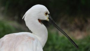 Lees meer over het artikel Lepelaars kijken in Haarlem. De ultieme gids!