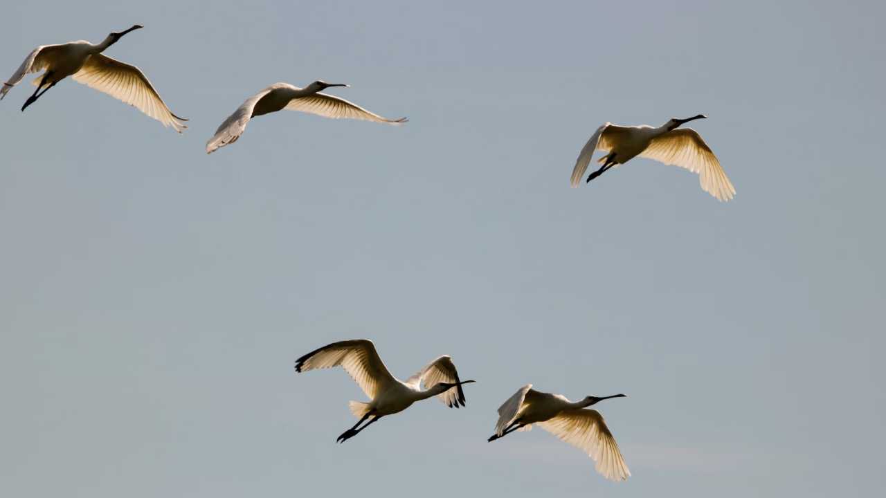 lepelaars kijken in Haarlem