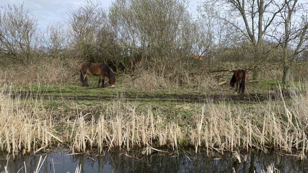 Wilde paarden Veerplas