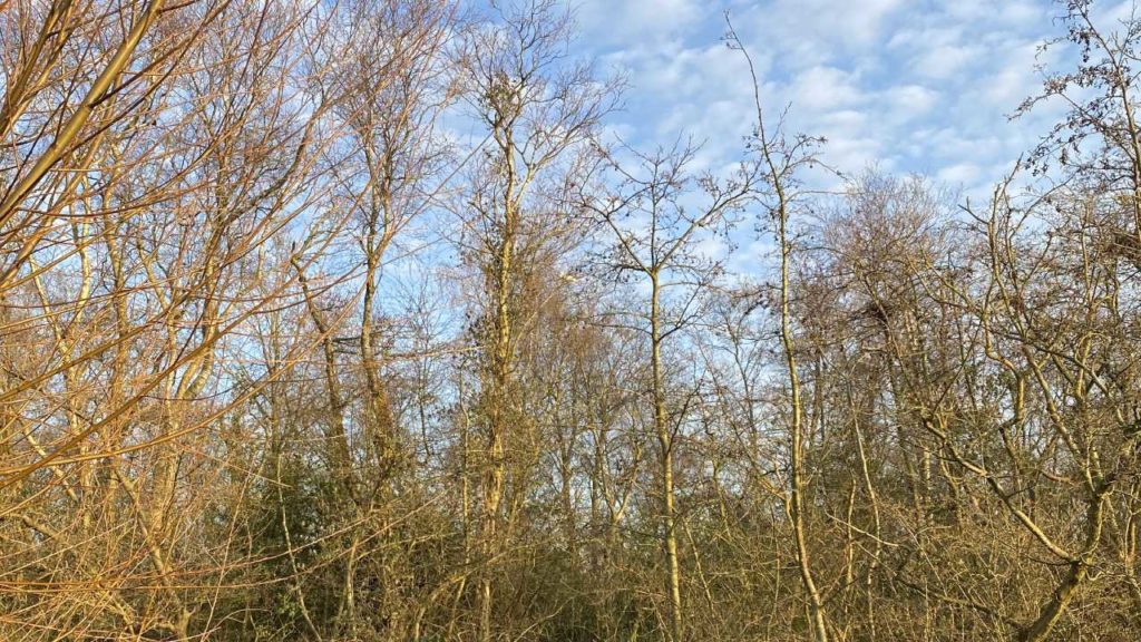 lepelaars kijken in Haarlem.