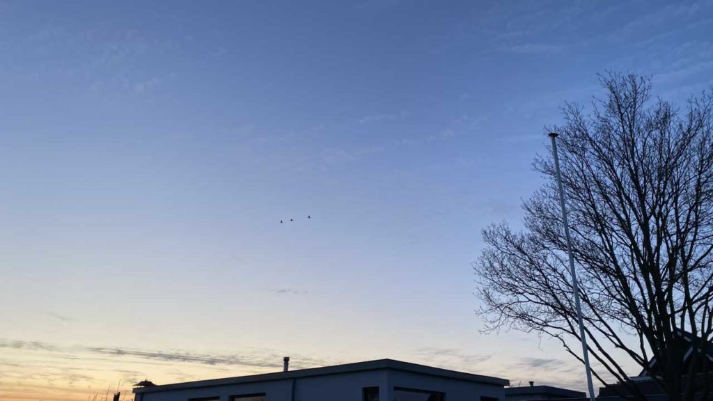 lepelaars vliegen over Haarlemmerliede