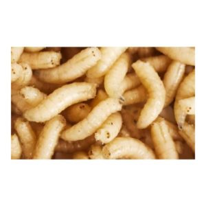 Maden kopen voor het vissen