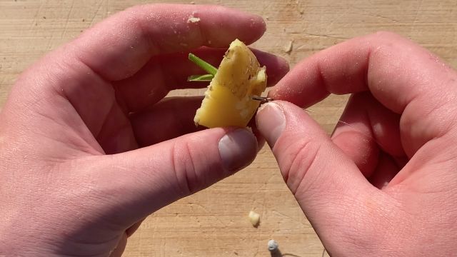 Penvissen met gekookte aardappels stap 4