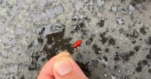 Lees meer over het artikel Met Casters Vissen? Lees Hier Alles Over Casters!