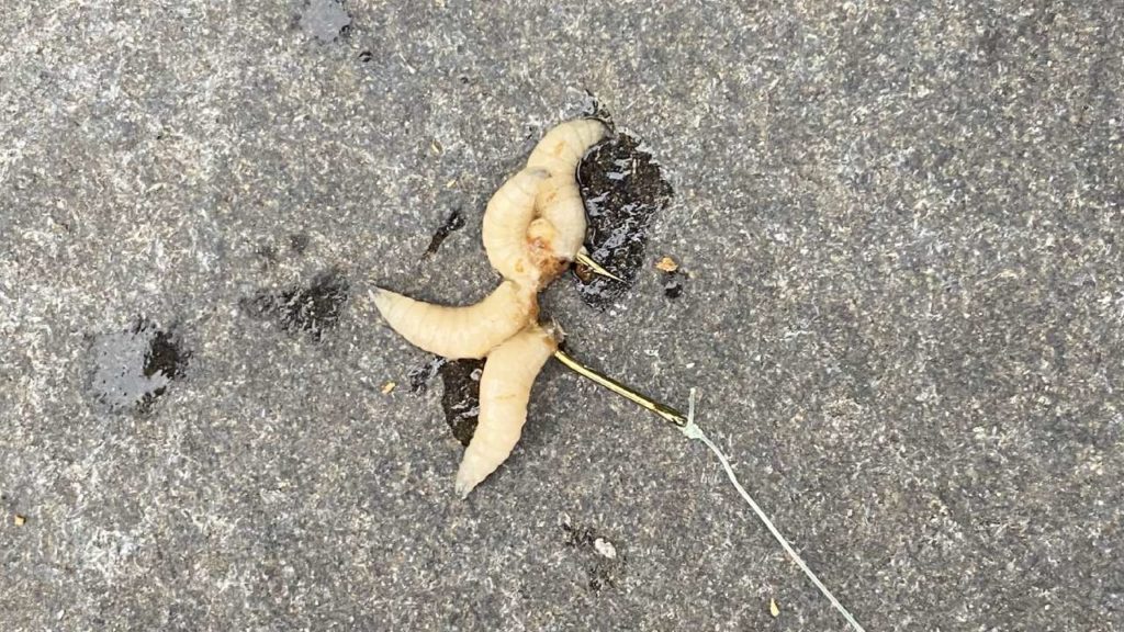 Meerder maden aan de haak