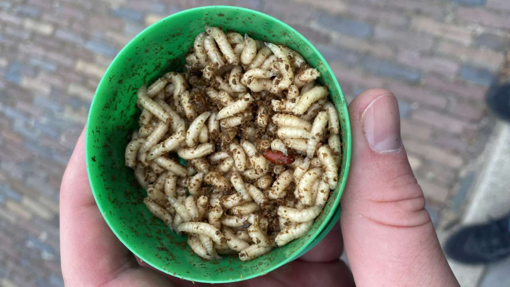 Vlieglarven Voor Een Visser In Een Bank Op De Rotsen Bij De Rivier Witte En Rode Wormen In De Pot Voedsel Voor Vissen En Rivierdieren Visserij Achtergrond 133652962