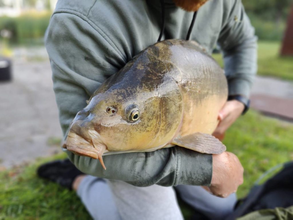 bloodworm pop-up karper