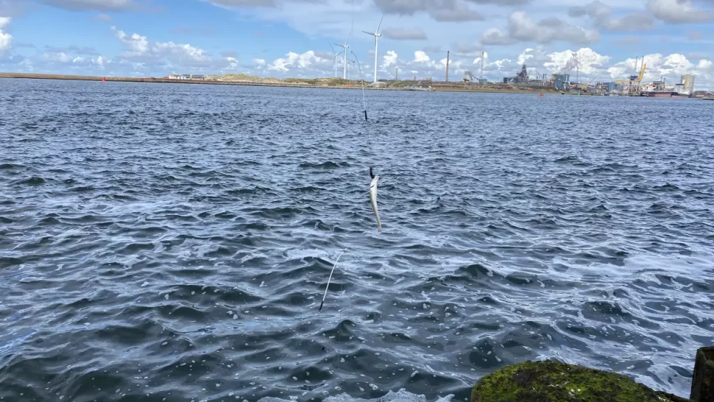paternoster vissen met witte afstandhouders