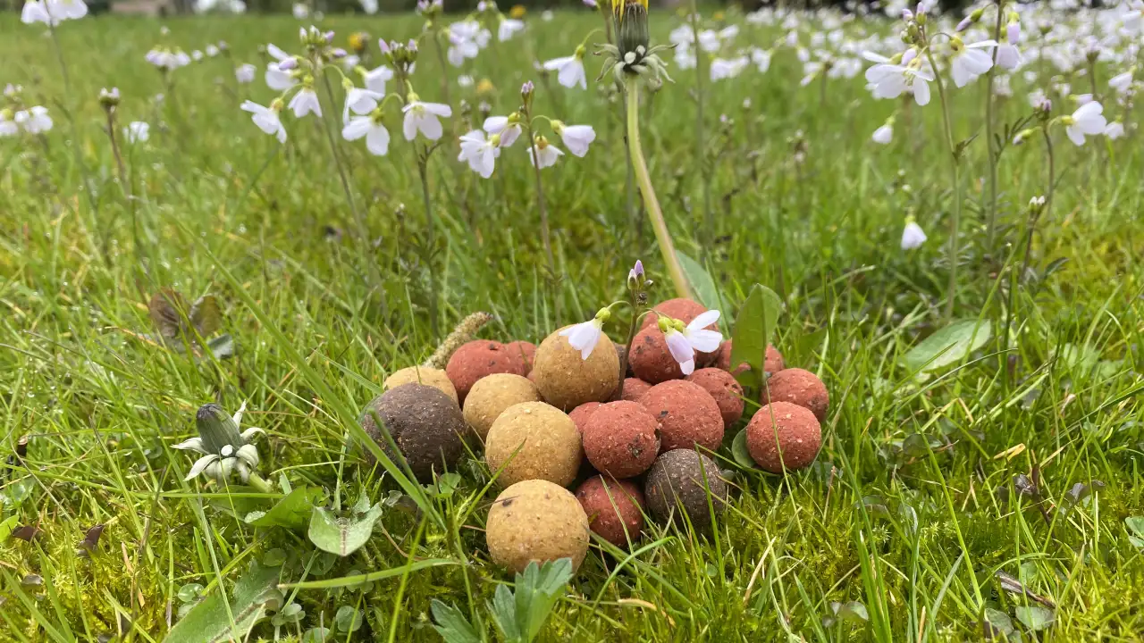 Lees meer over het artikel Wat zijn de beste voorjaar boilies voor het karpervissen?