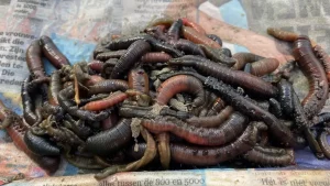 Lees meer over het artikel Zeevissen met zeepieren: Zo vis je met zeepieren!