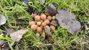 Lees meer over het artikel Wat zijn de beste boilies voor het karpervissen in de herfst?