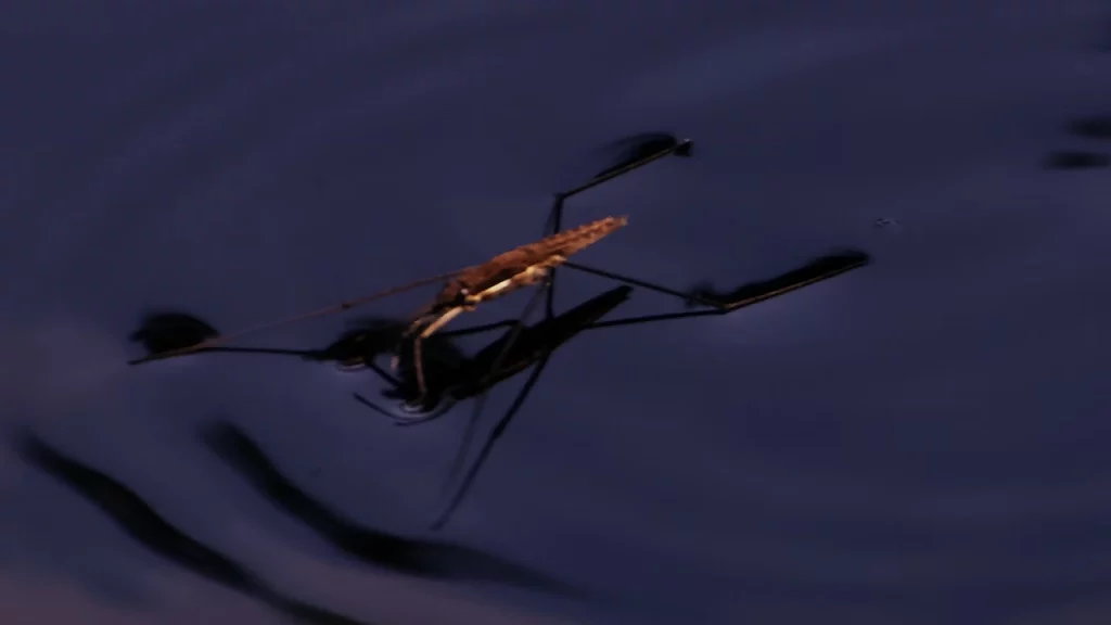 natuurlijk voedselaanbod