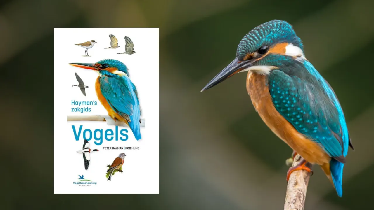Lees meer over het artikel Vogelgids kopen? Ontdek hier de beste vogelgidsen