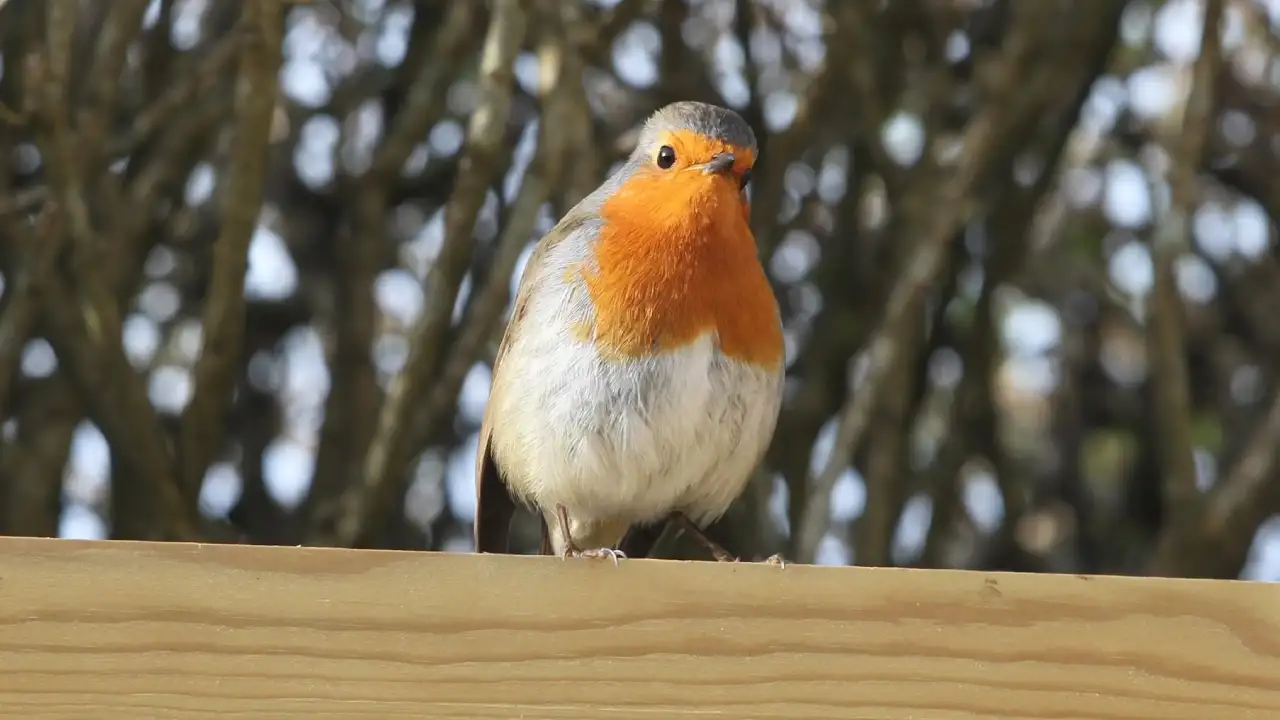 Roodborstje op een balk