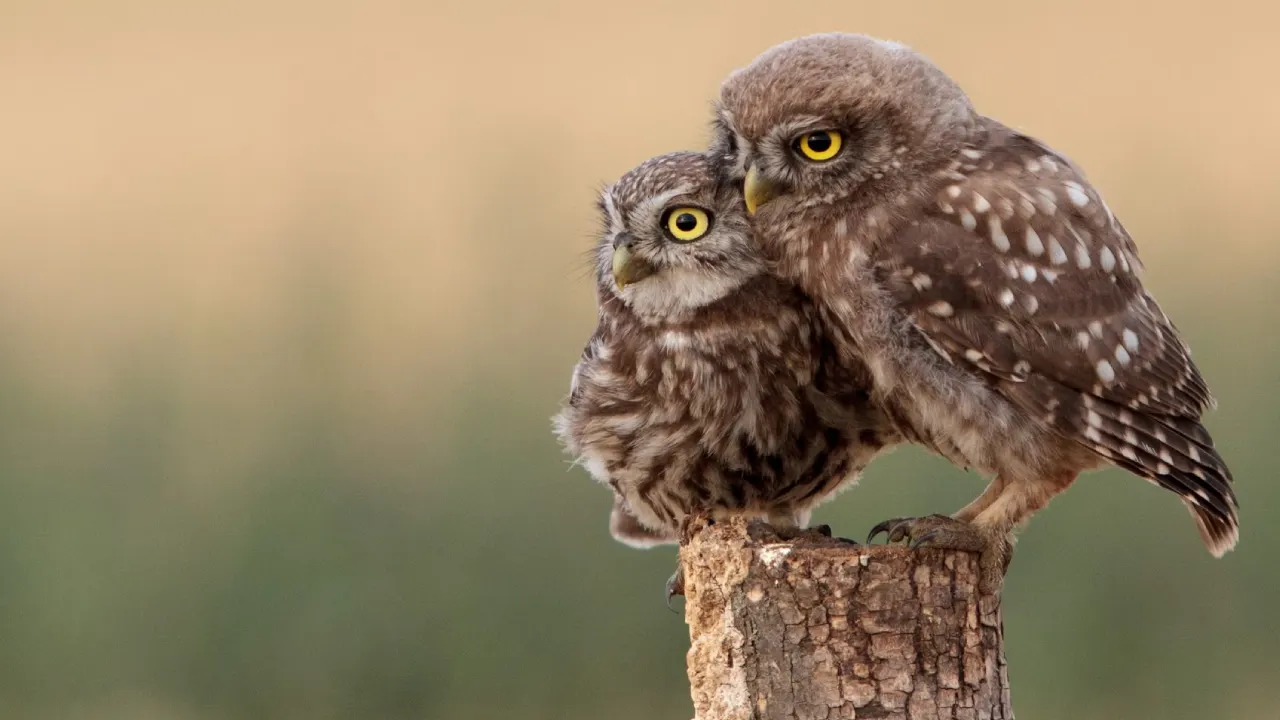 twee uilen op een paal